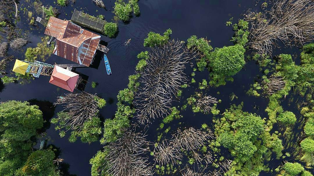 Sebangau National Park Trek